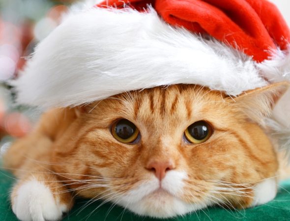 Copy of Copy of Untitled Design (500 x 500 px) (1200 x 550 px) (1)